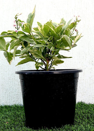 Eranthemum Variegated &#8220;Pseuderanthemum&#8221; 6Ltr pot