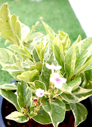 Eranthemum Variegated &#8220;Pseuderanthemum&#8221; 6Ltr pot