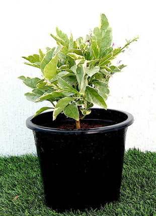 Eranthemum Variegated &#8220;Pseuderanthemum&#8221; 6Ltr pot