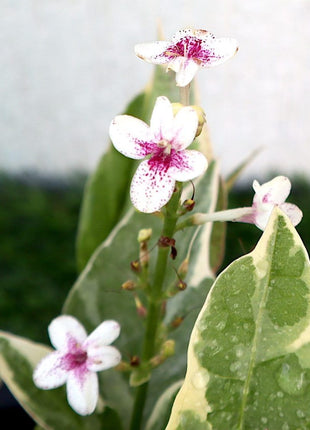 Eranthemum Variegated &#8220;Pseuderanthemum&#8221; 6Ltr pot