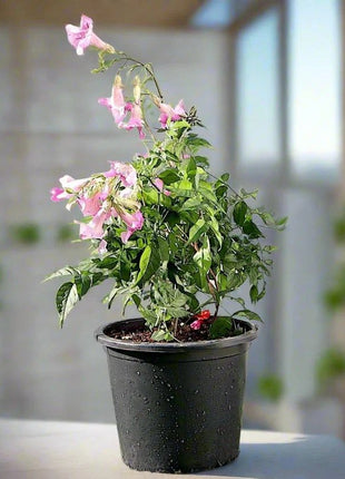 Pink Trumpet Vine &#8220;Podranea Ricasoliana&#8221; 0.4-0.5m