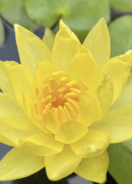 Water Lily Nymphaea mexicana &#8220;Yellow&#8221;