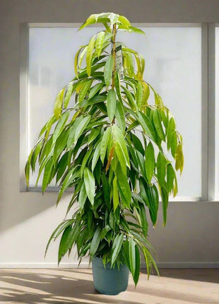 Ficus Amstel King 1.5-2.0m