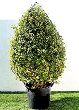 Clerodendrum Inerme Cone Shape &#8220;Wild Jasmine&#8221; 1.2-1.5m