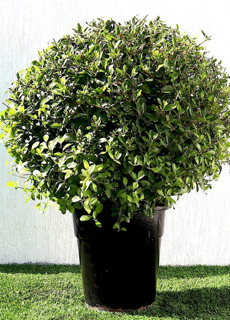 Clerodendrum Inerme Ball Shape &#8220;Wild Jasmine&#8221; 70-80cm Dia