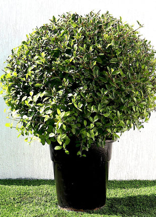 Clerodendrum Inerme Cone Shape &#8220;Wild Jasmine&#8221; 1.2-1.5m