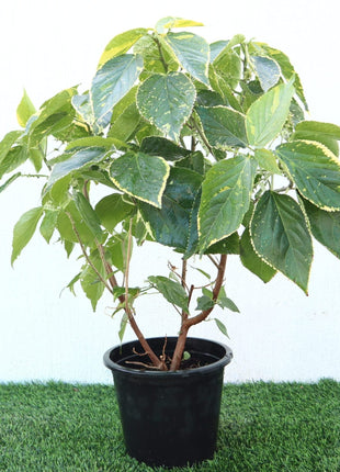 Acalypha Wilkesiana &#8220;Acalypha Tahiti&#8221; 0.3-0.5m