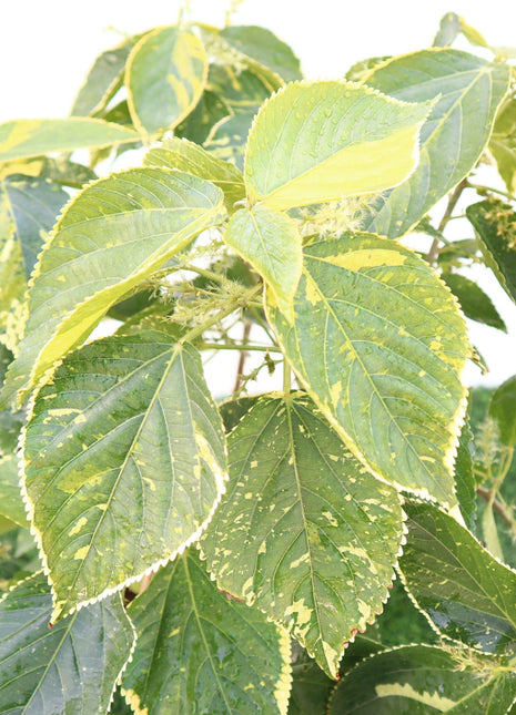Acalypha Wilkesiana &#8220;Acalypha Tahiti&#8221; 0.3-0.5m