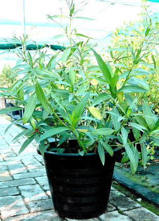 Ruellia Ciliosa &#8220;Wild Petunia&#8221; 6Ltr Pot