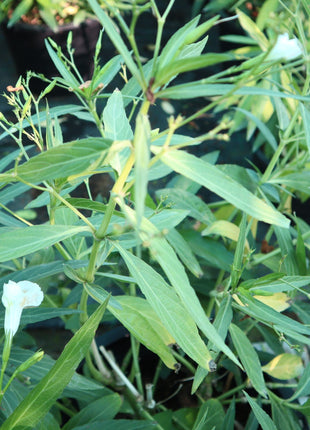Ruellia Ciliosa &#8220;Wild Petunia&#8221; 6Ltr Pot