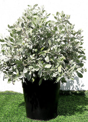 Ball Shaped Conocarpus erectus Silver
