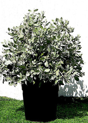 Ball Shaped Conocarpus erectus Silver