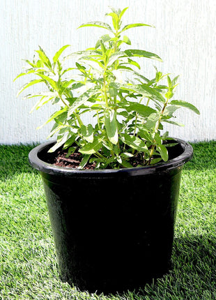 Habak Desert Mint &#8220;Mentha longifolia&#8221; Vegetable Herb Plant 6ltr Pot
