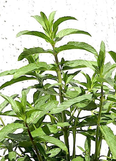 Habak Desert Mint &#8220;Mentha longifolia&#8221; Vegetable Herb Plant 6ltr Pot