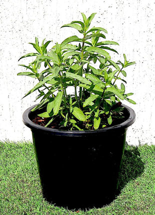 Habak Desert Mint &#8220;Mentha longifolia&#8221; Vegetable Herb Plant 6ltr Pot