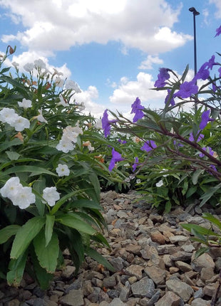 Ruellia Ciliosa &#8220;Wild Petunia&#8221; 6Ltr Pot