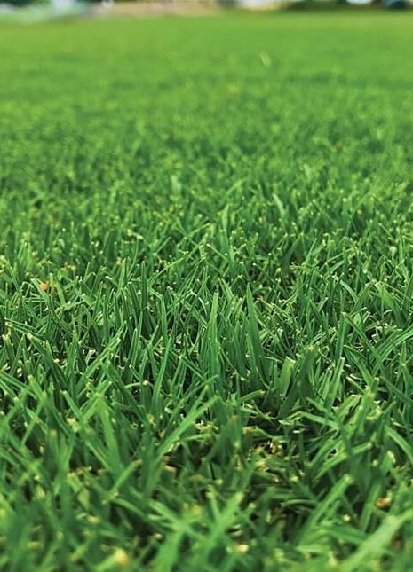 Natural Carpet Bermuda Grass &#8220;American Bermuda&#8221;