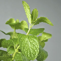 Habak Desert Mint &#8220;Mentha longifolia&#8221; Vegetable Herb Plant 6ltr Pot