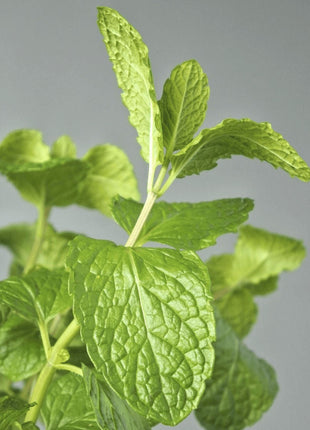 Habak Desert Mint &#8220;Mentha longifolia&#8221; Vegetable Herb Plant 6ltr Pot