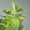 Habak Desert Mint &#8220;Mentha longifolia&#8221; Vegetable Herb Plant 6ltr Pot