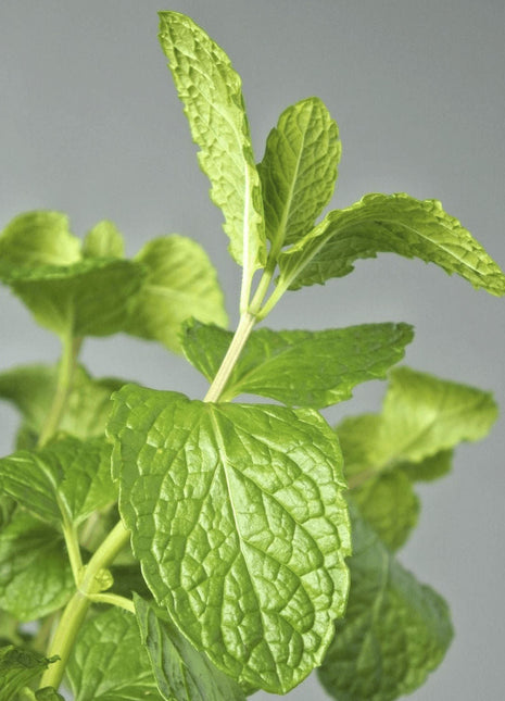 Habak Desert Mint &#8220;Mentha longifolia&#8221; Vegetable Herb Plant 6ltr Pot