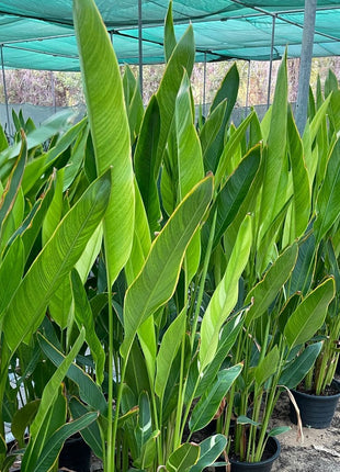 Heliconia Psittacorum &#8220;Parrot&#8217;s beak / Parakeet flower&#8221; Water Plant