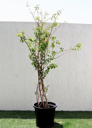 Lagerstroemia indica &#8220;Crape Myrtle&#8221; 1.5-1.8m