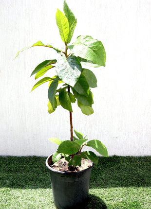 Terminalia catappa "Indian Almond Tree" شجرة اللوز الهندية