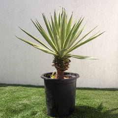 Agave Angustifolia | Caribbean Agave 30 &#8211; 60cm spread