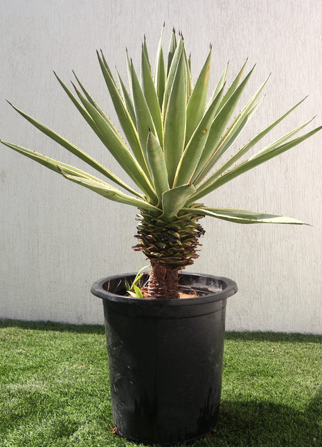 Agave Angustifolia | Caribbean Agave 30 &#8211; 60cm spread