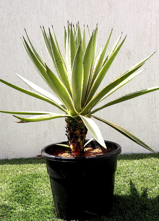 Agave Angustifolia | Caribbean Agave 30 &#8211; 60cm spread