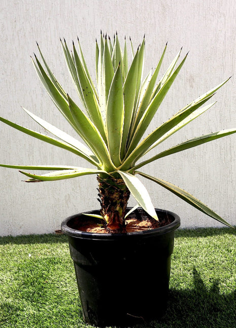 Agave Angustifolia | Caribbean Agave 30 &#8211; 60cm spread