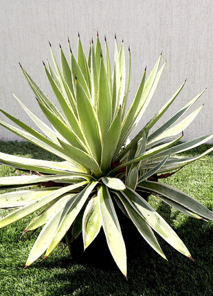 Agave Angustifolia | Caribbean Agave 30 &#8211; 60cm spread