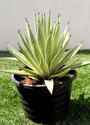 Agave Angustifolia | Caribbean Agave 30 &#8211; 60cm spread