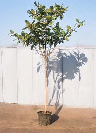Terminalia catappa "Indian Almond Tree" شجرة اللوز الهندية