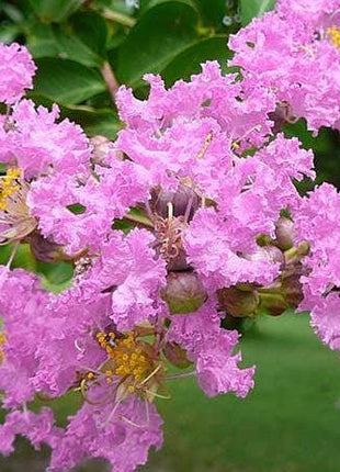 Lagerstroemia indica &#8220;Crape Myrtle&#8221; 1.5-1.8m