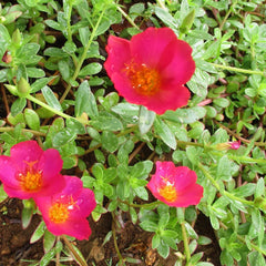 Portulaca Umbraticola | Wingpod purslane| 9cm pot