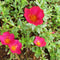 Portulaca Umbraticola | Wingpod purslane| 9cm pot