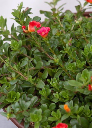 Portulaca Umbraticola | Wingpod purslane| 9cm pot