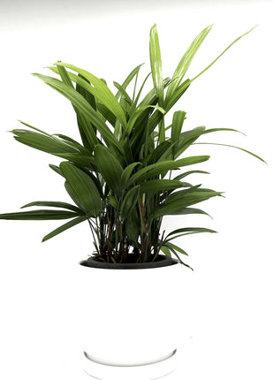 Rhapis Excelsa 30-40cm | Lady Palm | سيدة النخيل | Miniature Fan Palm