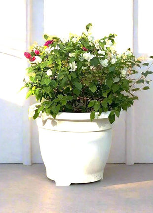 Bougainvillea White Mix in 20&#8243; Cosmoplast Round Pot