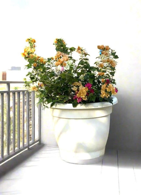 Bougainvillea Orange Mix in 20&#8243; Cosmoplast Round Pot