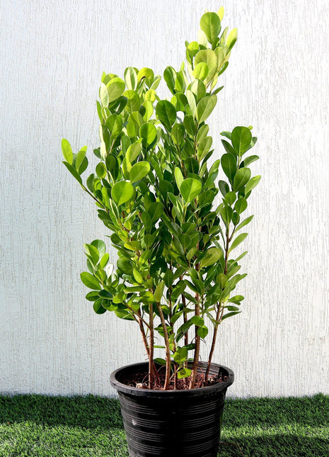 Ficus panda Evergreen Plant 40-50cm