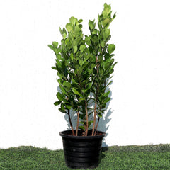 Ficus panda Evergreen Plant 40-50cm