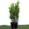 Ficus panda Evergreen Plant 40-50cm