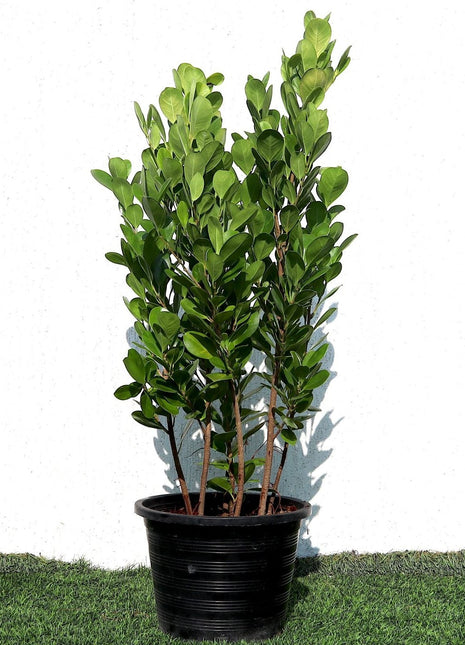 Ficus panda Evergreen Plant 40-50cm