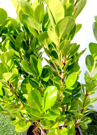 Ficus panda Evergreen Plant 40-50cm