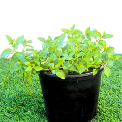 Chocolate Mint Plant 6ltr pot
