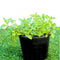Chocolate Mint Plant 6ltr pot
