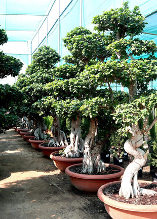 Ficus Strong Bonsai | Ficus Microcarpa Bonsai | Dragon Shape Bonsai 1.7-2.0 m